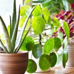 Indoor Plant Rental