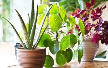 Indoor Plant Rental